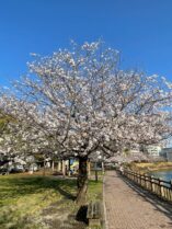 鹿児島ワイン会　甲突川左岸緑地